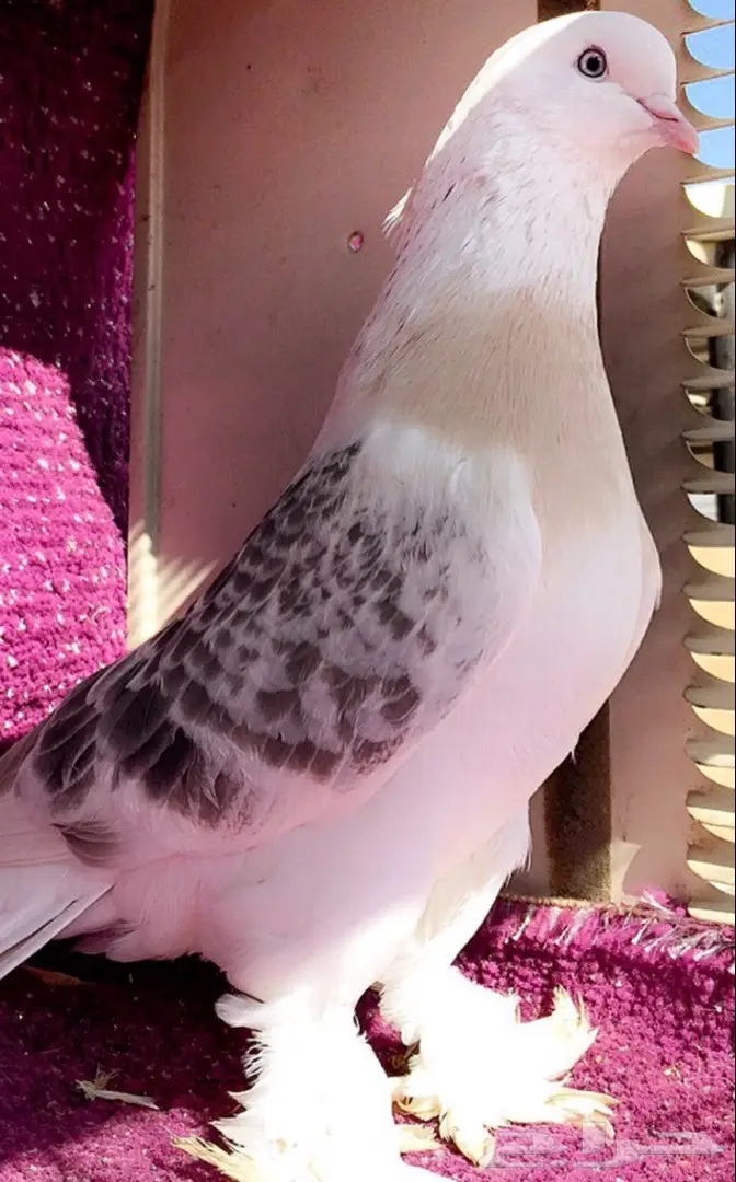 جوز اتراك Top  (image 2)