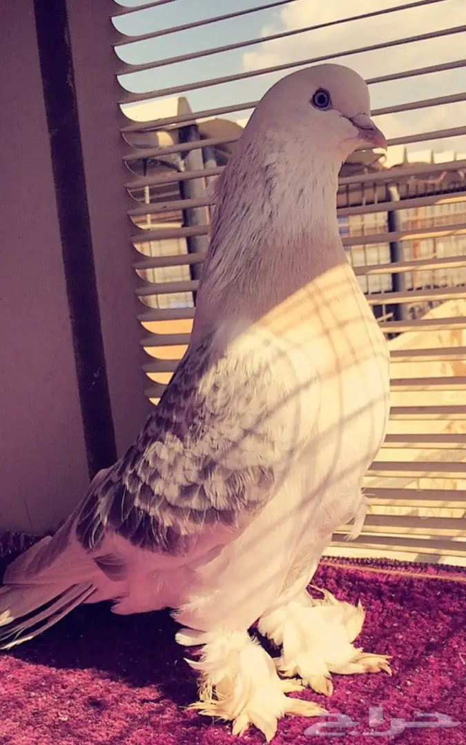 جوز اتراك Top  (image 4)