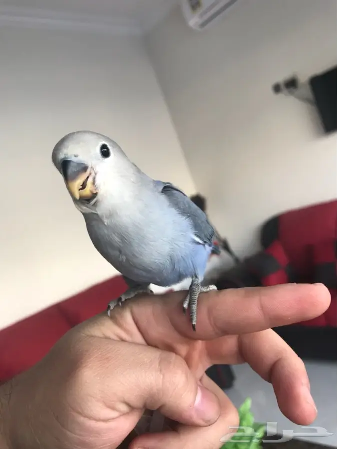 روز فايلوت هدد داخلي وخارجي (image 1)