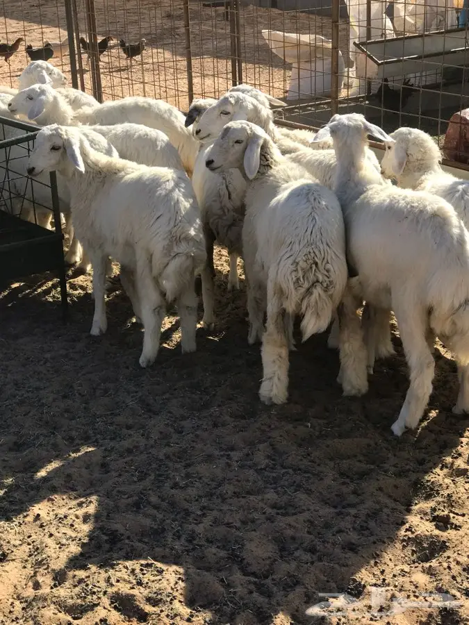 حري ذبايح  (image 2)