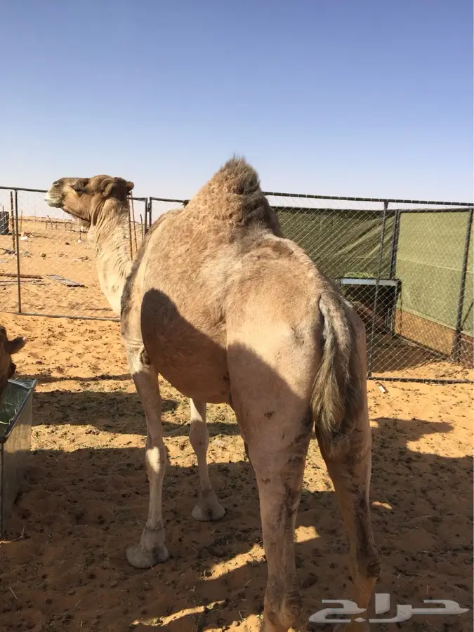 هدية فريدة من نوعها: ناقة من العذاريب! (image 3)