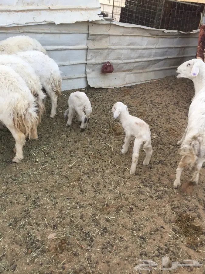 غنم حريات وعنز (image 4)