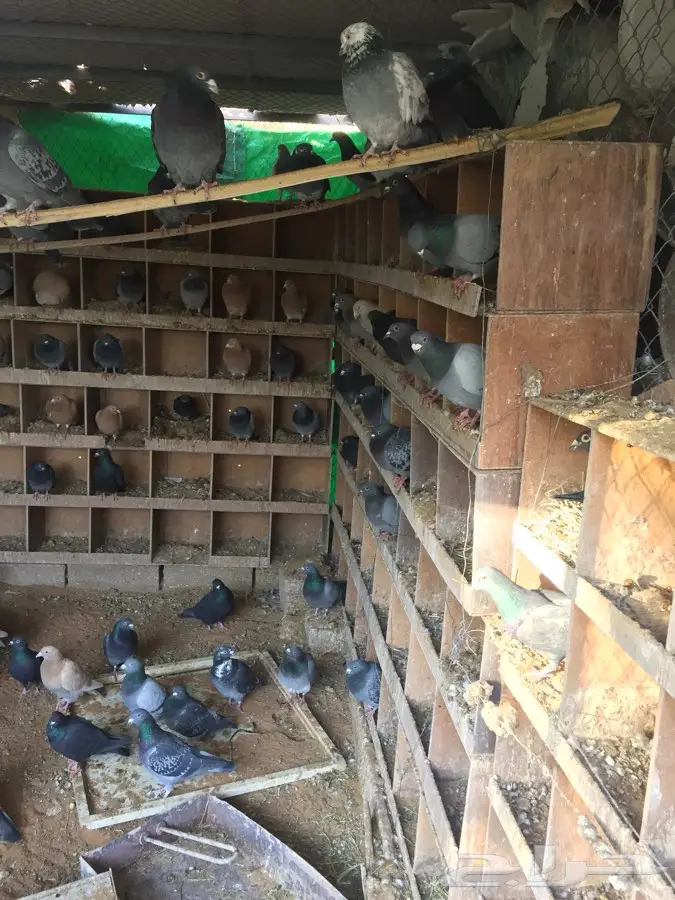 عشتين حمام زاجل - فرصة لا تُفوّت! (image 4)