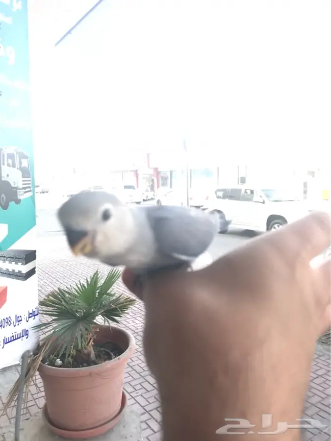 روز فايلوت هدد داخلي وخارجي (image 2)