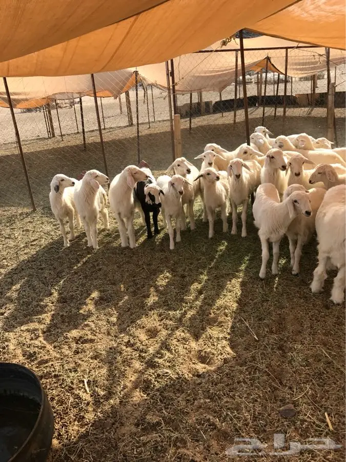 حريات للبيع مراح  (image 5)