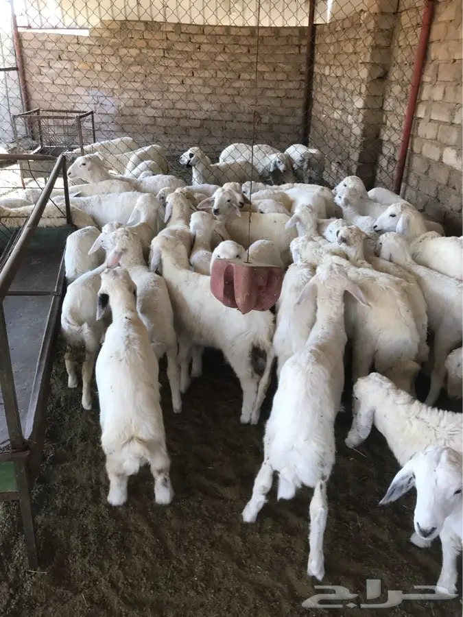 طليان ورخال (image 0)