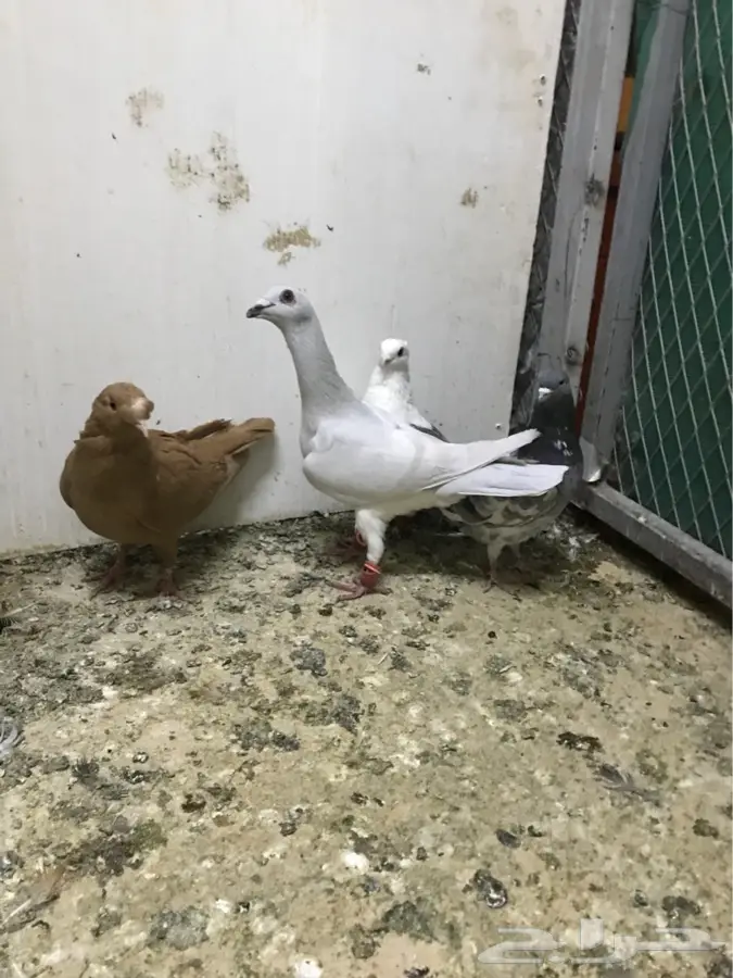 الرياض - حمام سوري فحوول كشش (image 6)