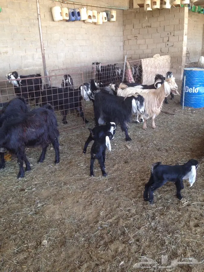 معزا عورض  الموقع ساجر (image 2)