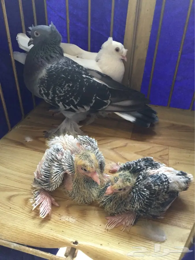 تركى بإنتاجه 