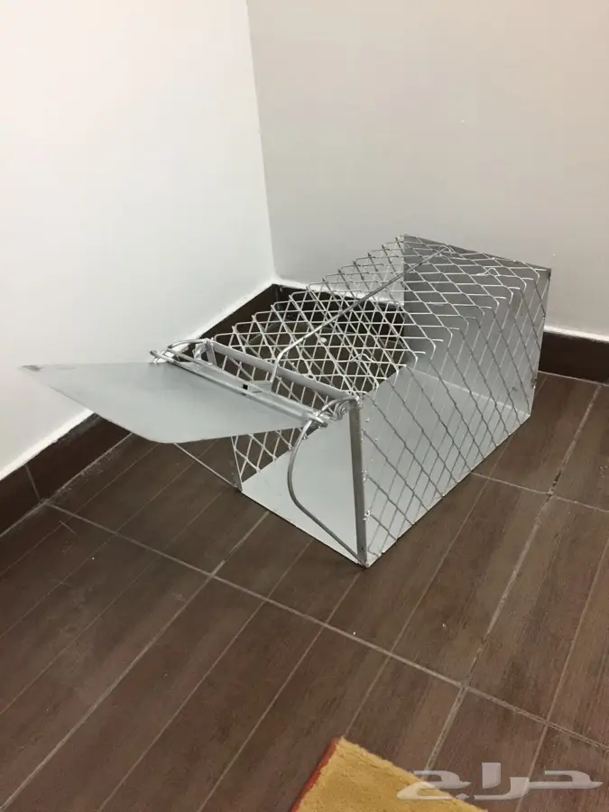صيادة قطط 