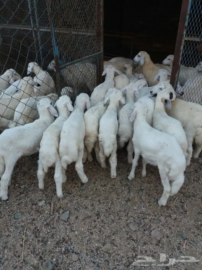 طليان ورخال (image 2)