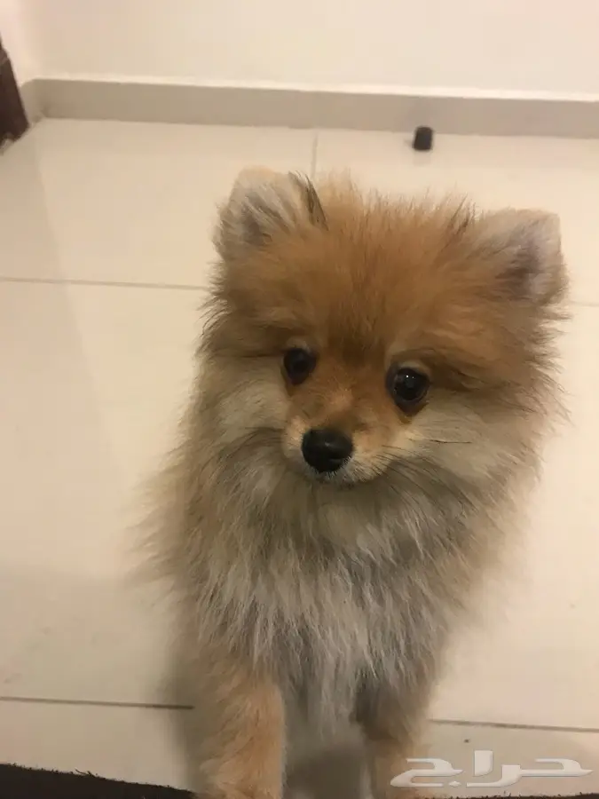 كلب برومارنيان  (image 2)