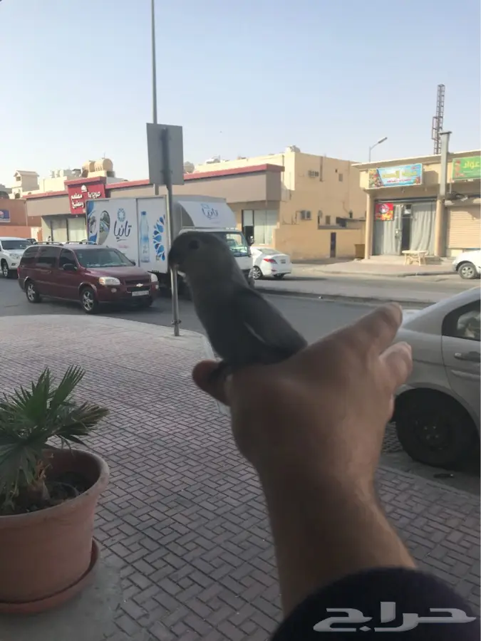 روز فايلوت هدد داخلي وخارجي (image 4)