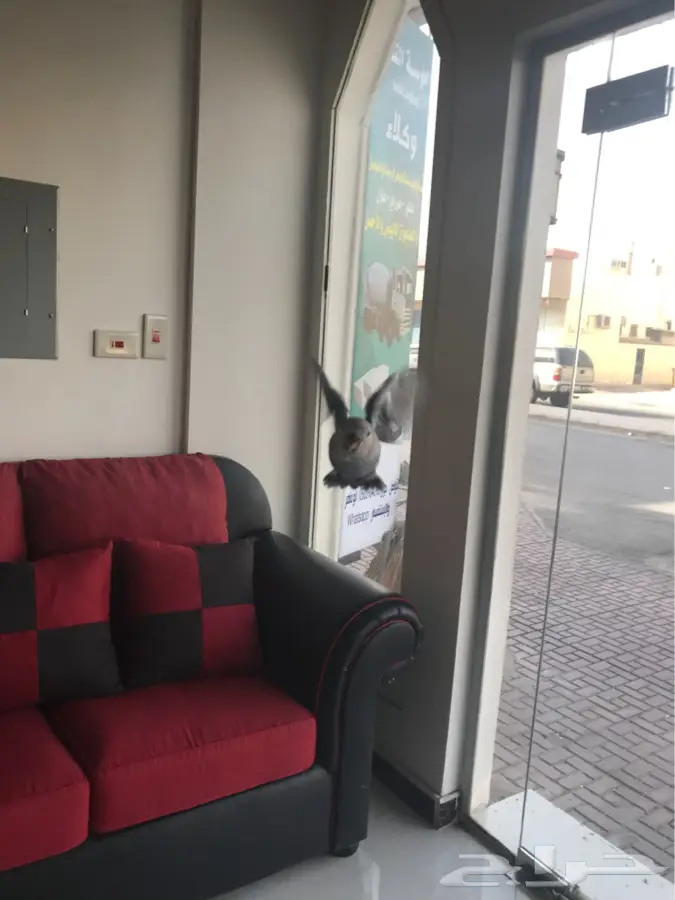 روز فايلوت هدد داخلي وخارجي (image 6)