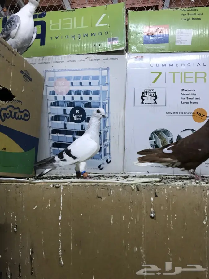 الرياض - حمام سوري فحوول كشش (image 8)