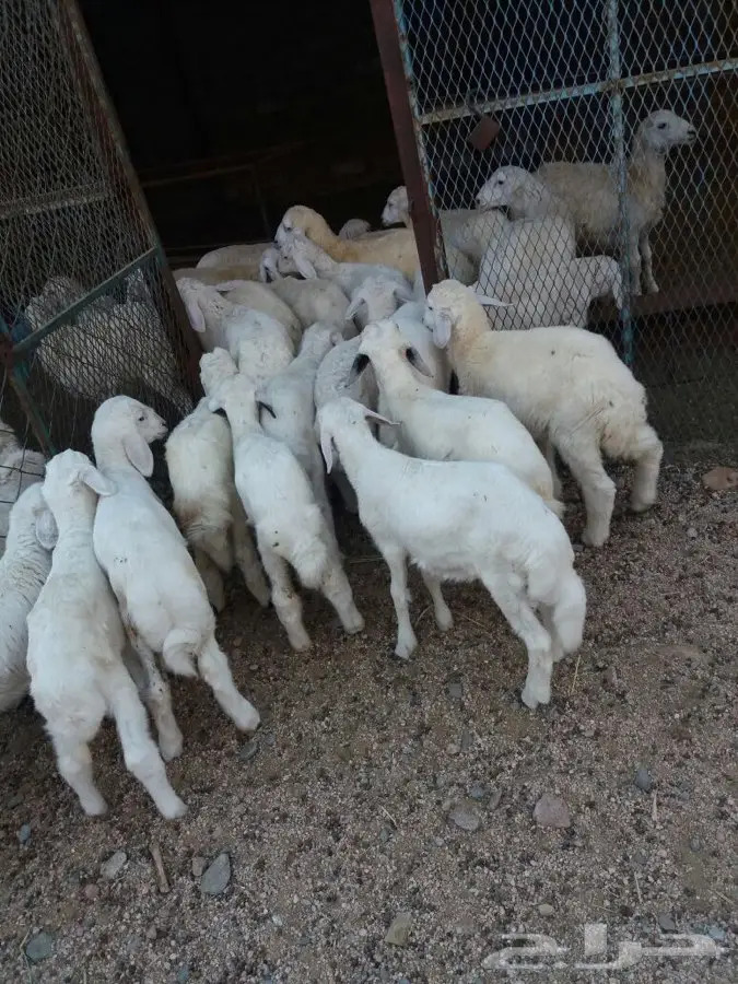 طليان ورخال (image 1)