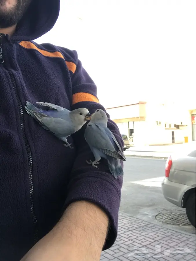 روز فايلوت هدد داخلي وخارجي (image 3)