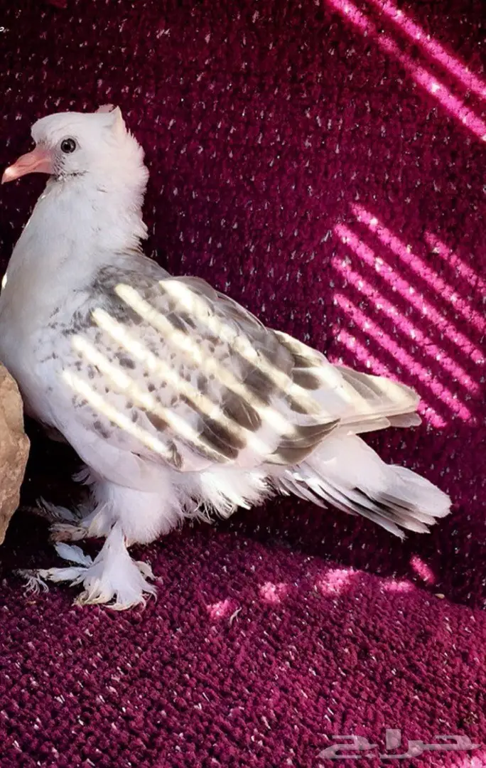 جوز اتراك Top  (image 8)