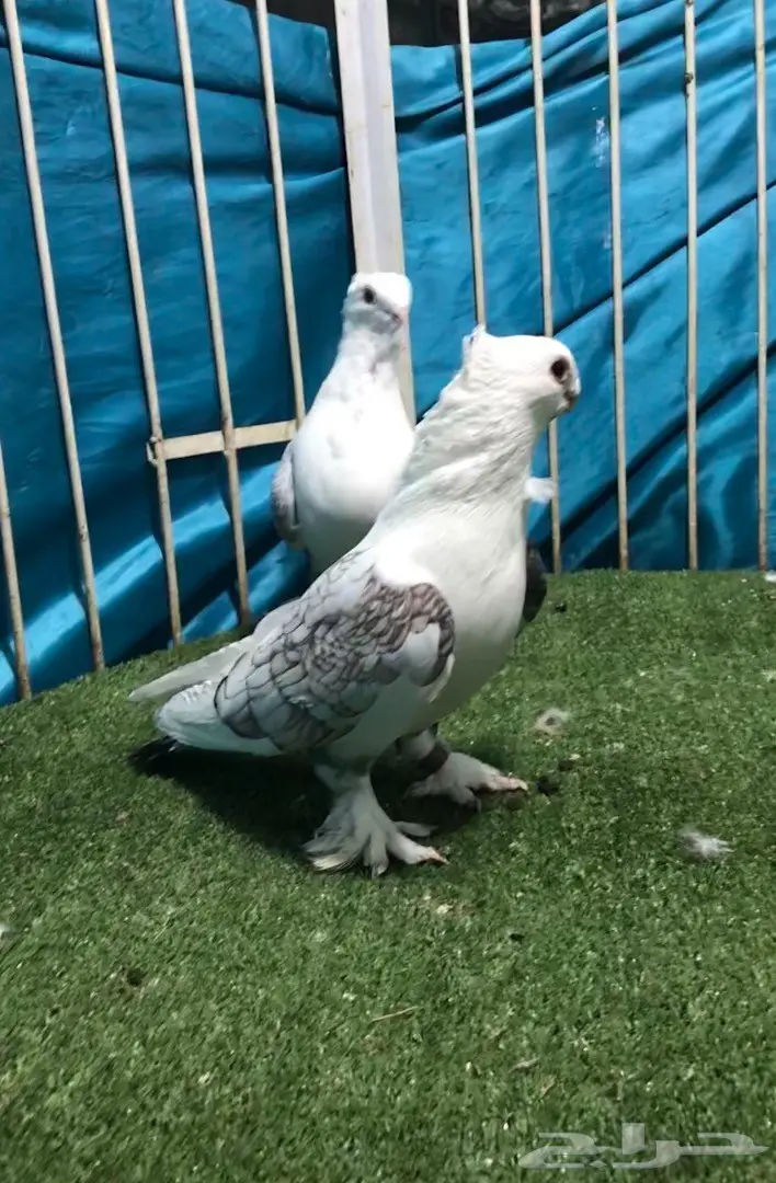 جوز حب رمان