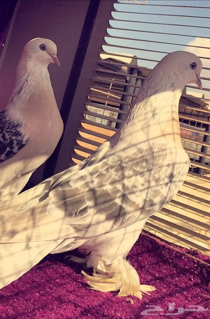 جوز اتراك Top  (image 3)