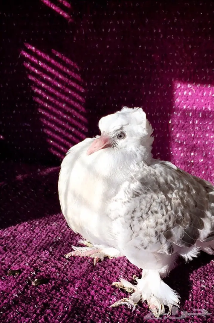 جوز اتراك Top  (image 6)