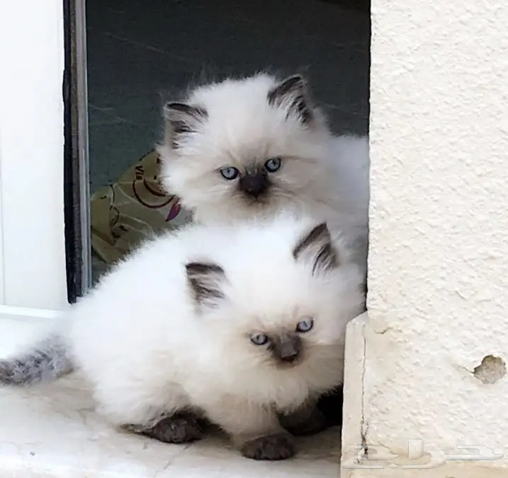 قطط هملايا للبيع  (image 4)