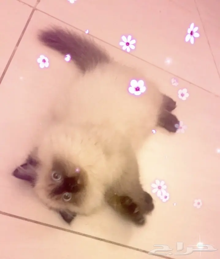 قطة همالايا لبيييييع! (image 2)