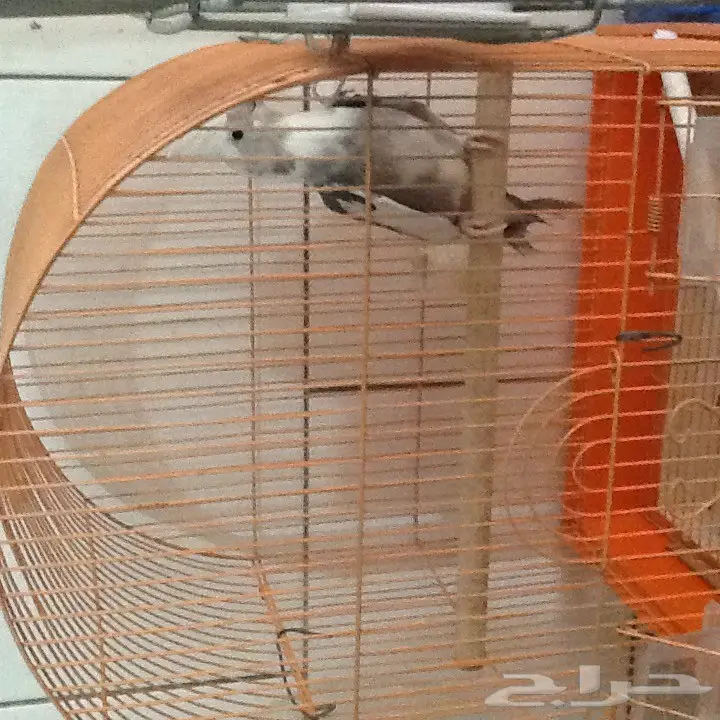 للبيع كروان ببغاء