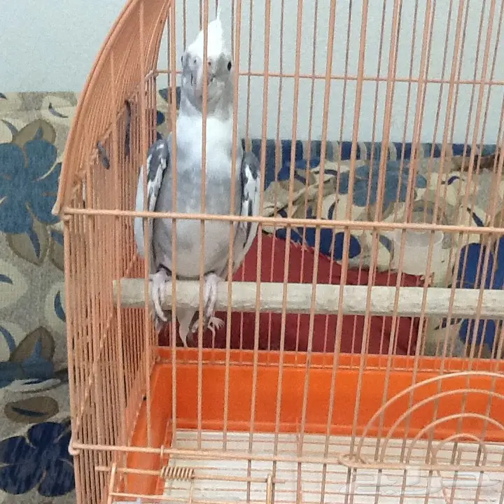 للبيع كروان ببغاء (image 1)