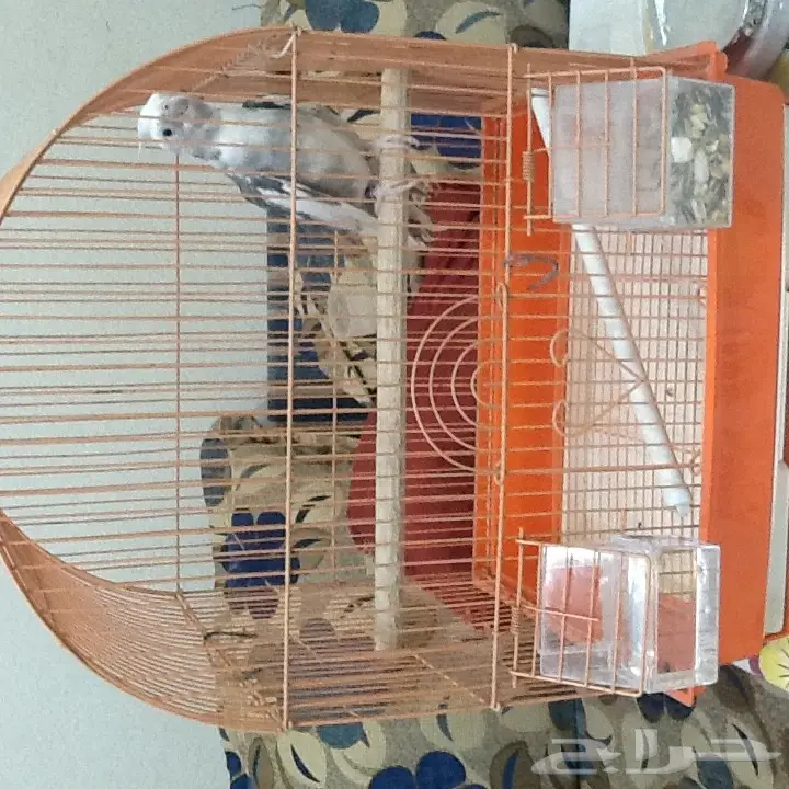 للبيع كروان ببغاء (image 2)