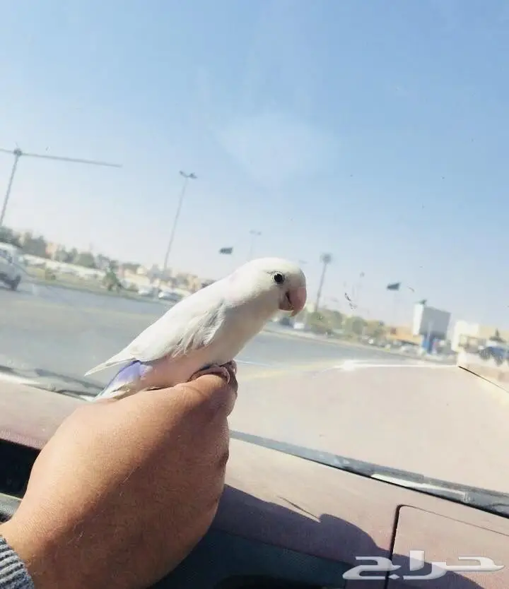 روز انثى اليف 