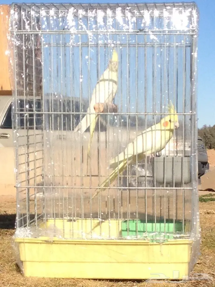 زوج الكروان لاتينو  (image 3)