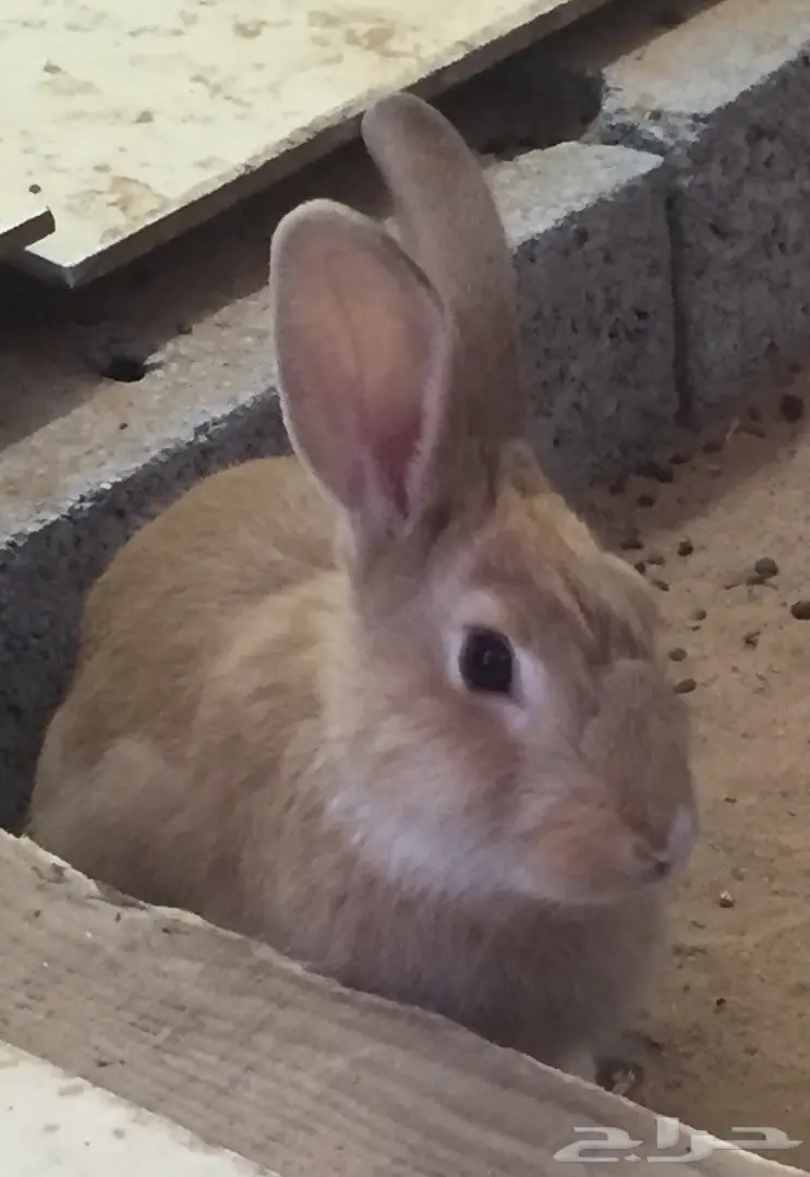 أرانب إنتاج للبيع (image 1)