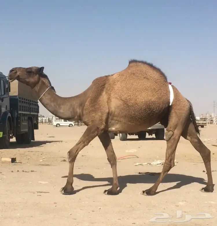 معشر صفرا كفو  (image 1)