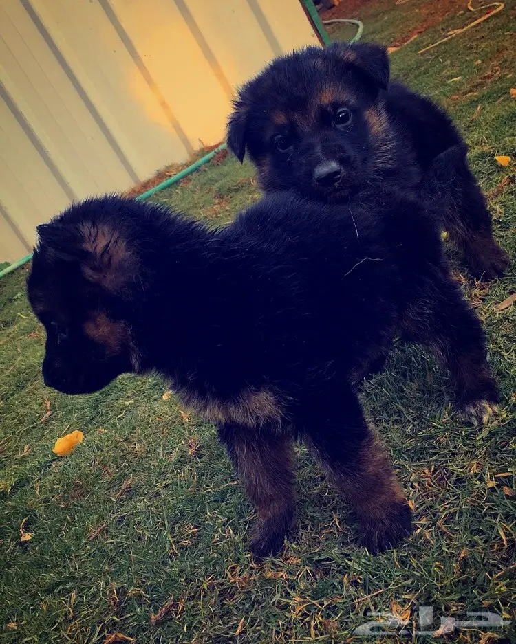 للبيع جيرمن شيبرد عمر 47 