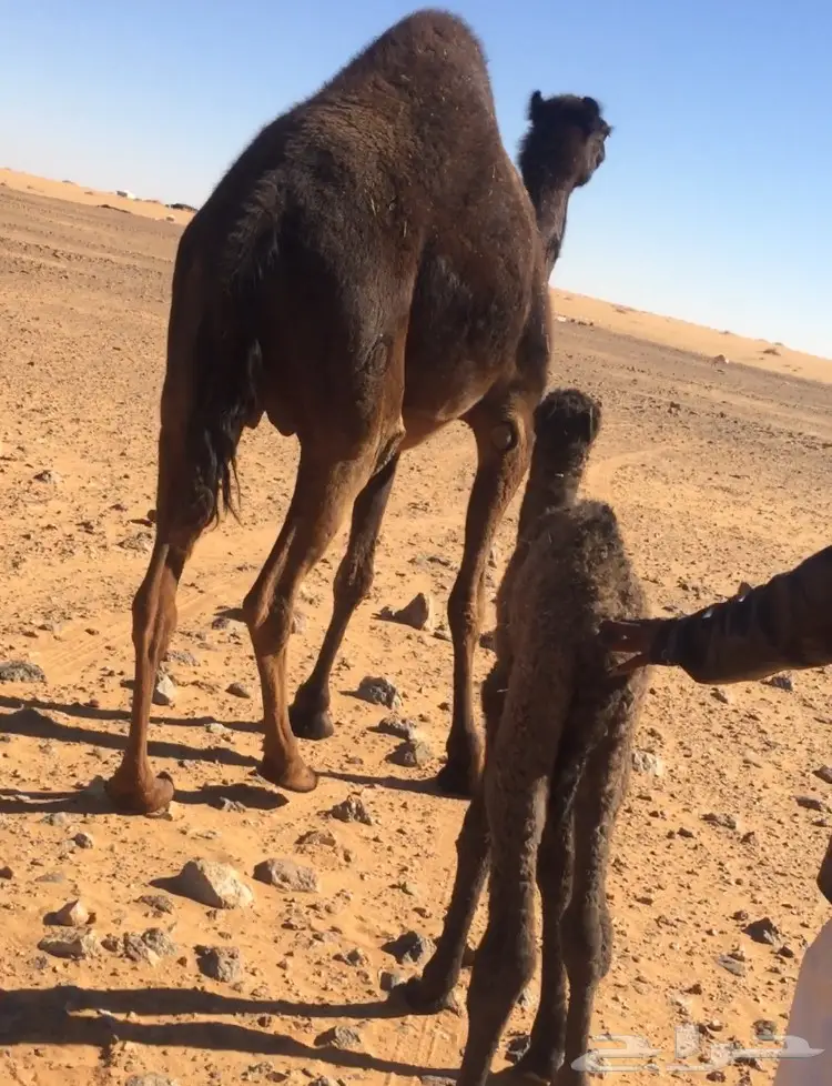 8 نياق للبيع 