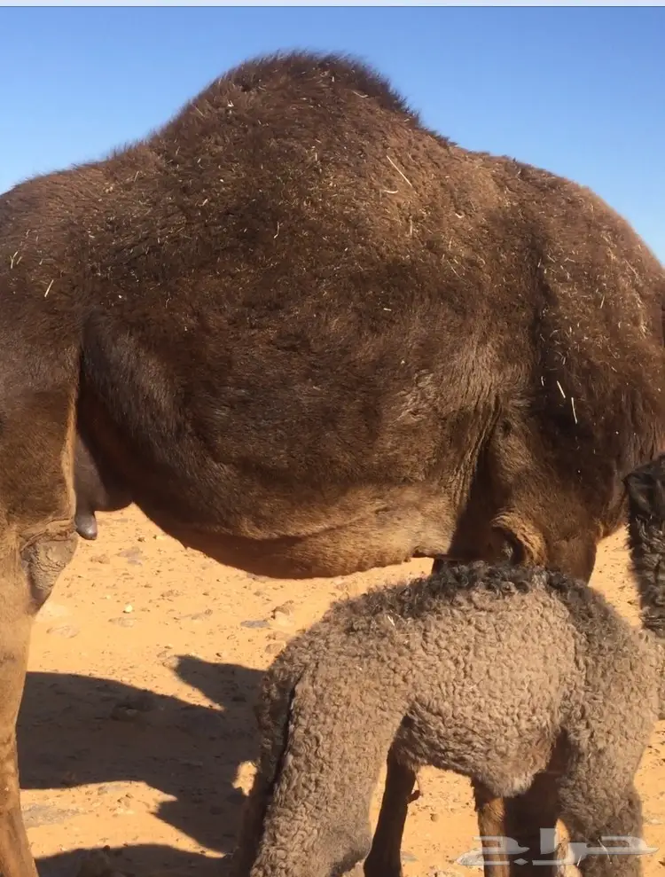 نوق للبيع - فرصة ذهبية! (image 5)