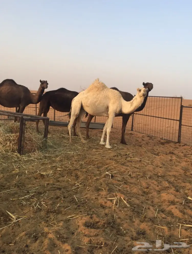 نوق للبيع - فرصة ذهبية! (image 2)