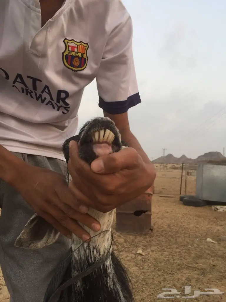 مكه - عنزيين واحده دافع