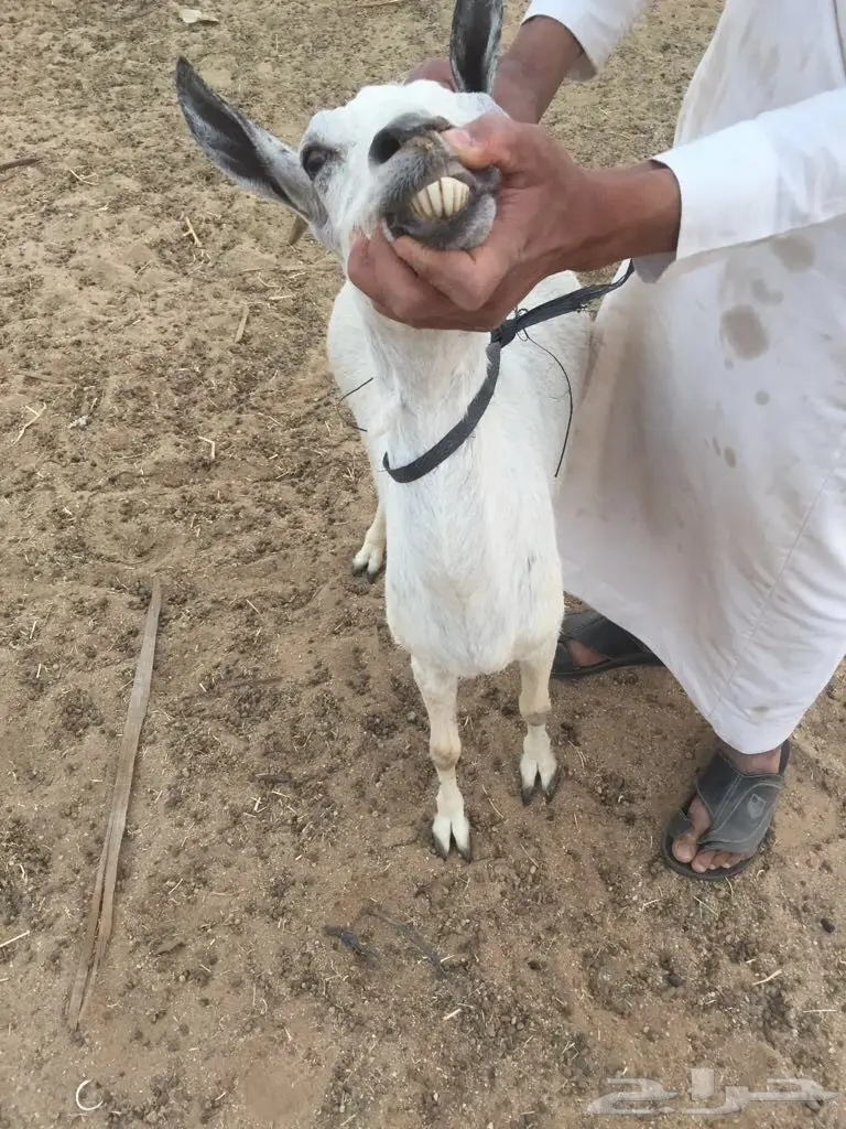 مكه - عنزيين واحده دافع (image 2)