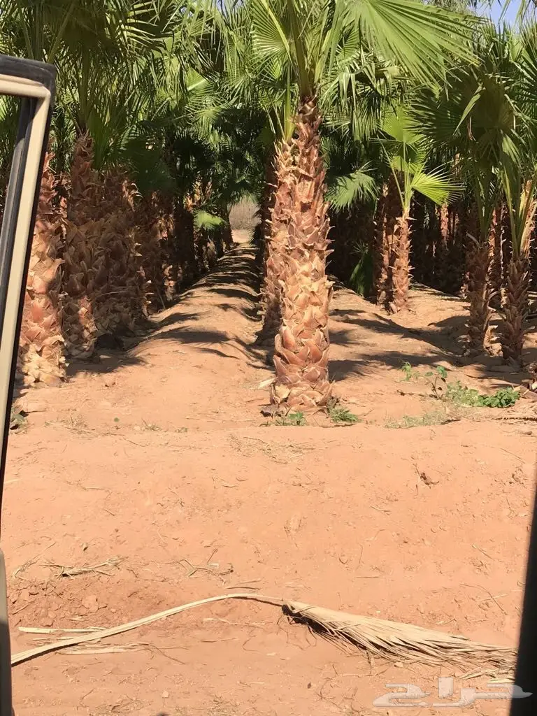 فرصة ذهبية! اتصال سريع وموثوق (image 3)