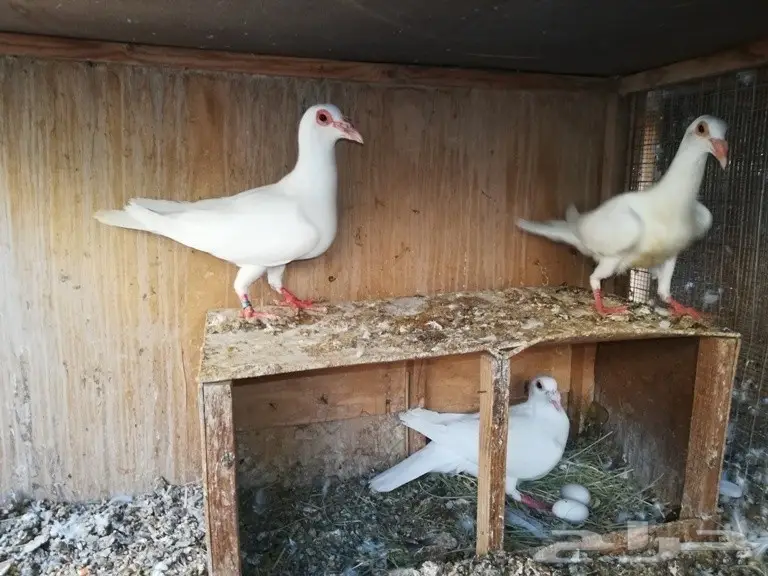 جوز بغدادي أبيض معه فرخ (image 3)