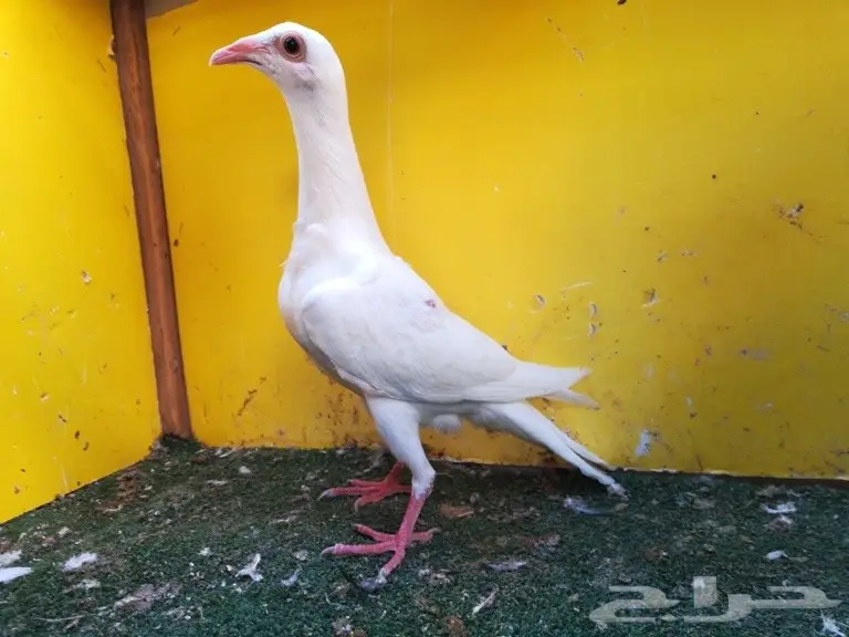 جوز بغدادي أبيض معه فرخ (image 4)