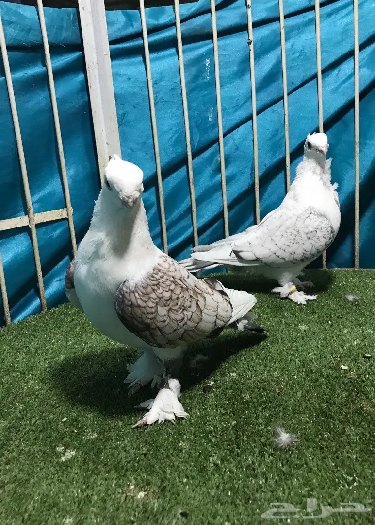 جوز حب رمان (image 3)