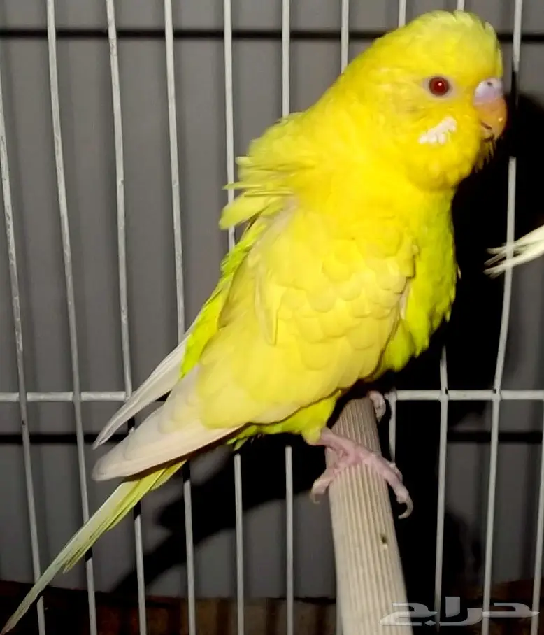 طيور حب - بادجي - انتاج ممتاز (image 3)