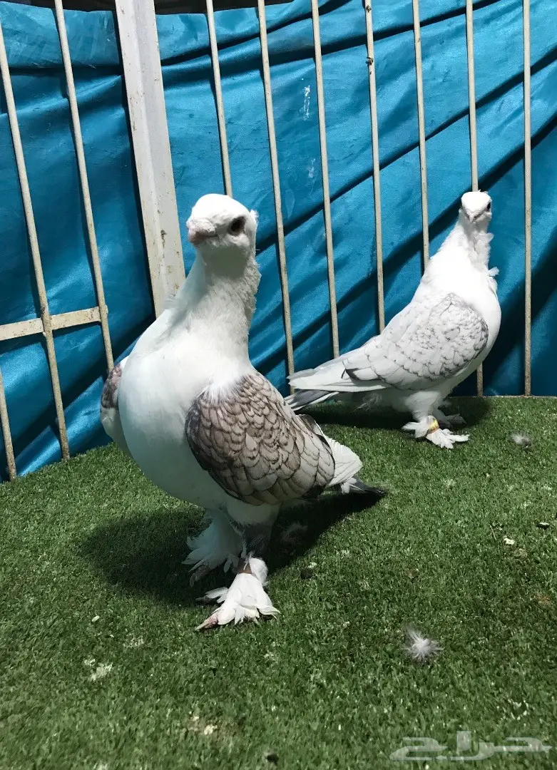 جوز حب رمان (image 4)