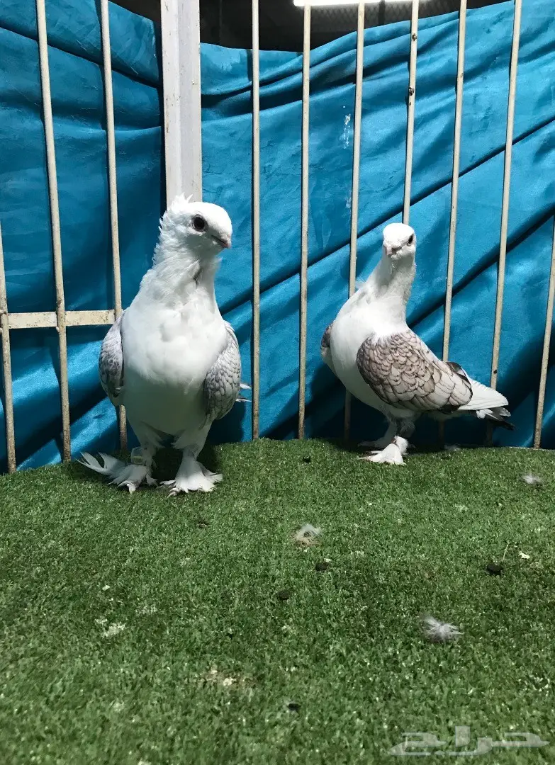 جوز حب رمان (image 1)