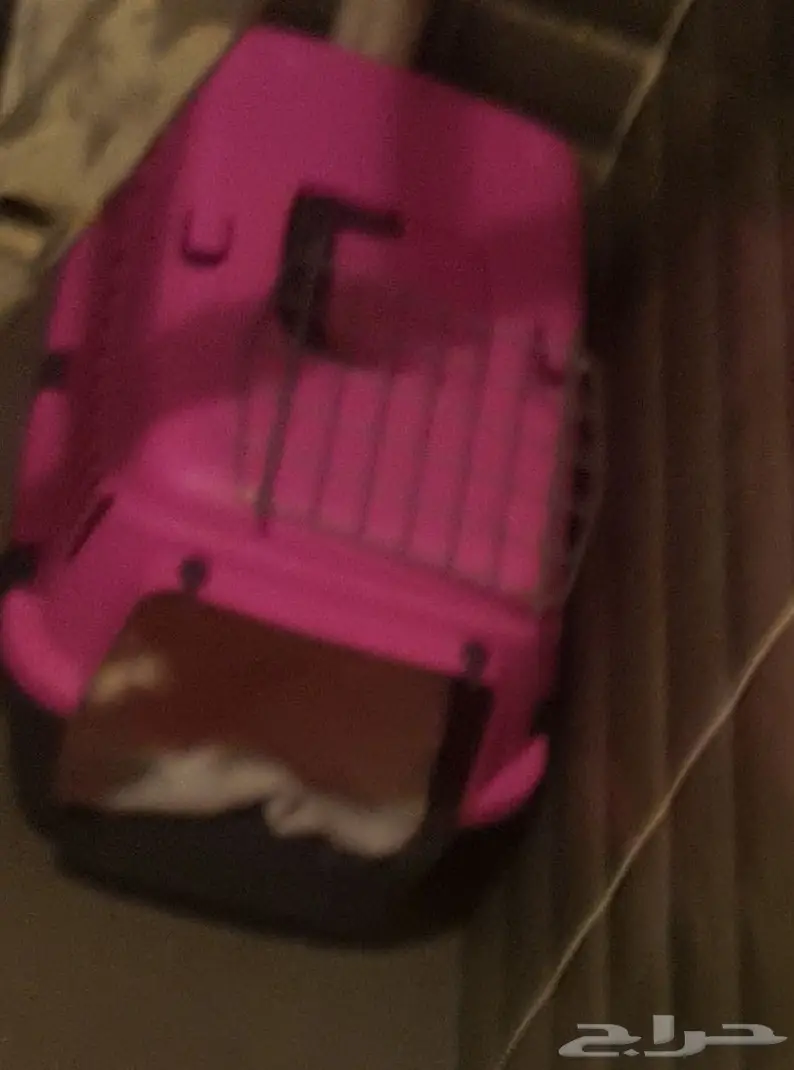 قطه شيرازية (image 2)