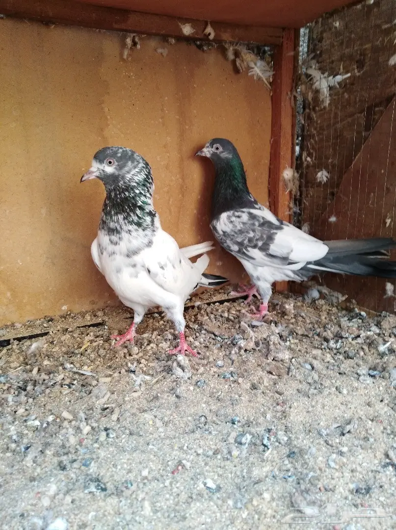 5 اجواز تيديات  (image 1)