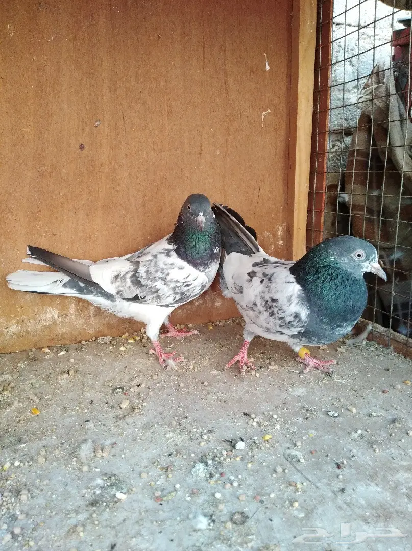 5 اجواز تيديات  (image 2)